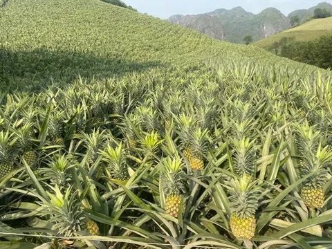 Không phải táo hay cam nhập khẩu, loại quả rẻ bèo ở chợ Việt lại nằm top “sạch thuốc trừ sâu”