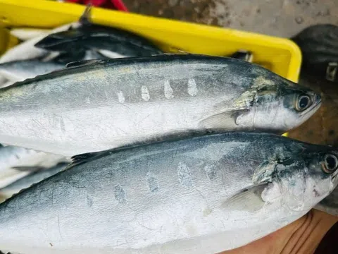 Cá nhà nghèo ngày nào, nay “đổi đời” thành đặc sản hiếm, giá không còn mềm