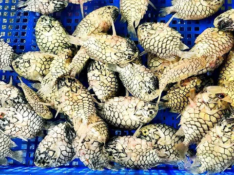 Nghe tên tưởng trái cây, loại cá này lại là hàng hiếm giá tới nửa triệu đồng/kg, giới sành ăn săn lùng