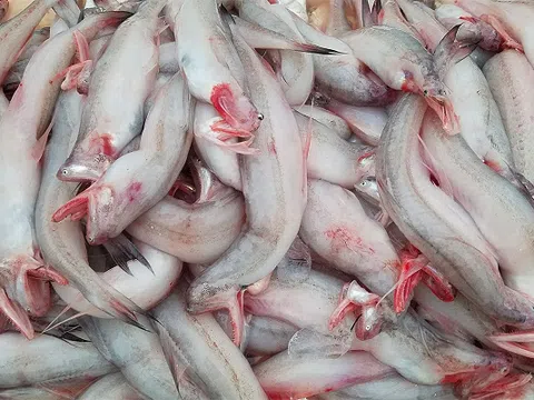 Từng làm thức ăn cho gia súc, nay loài cá “mềm như cháo” chạm mốc 1 triệu đồng/kg