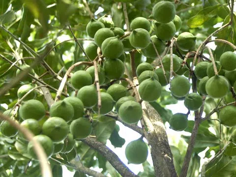 Loại hạt được mệnh danh “nữ hoàng”, giá tới 600.000 đồng/kg: Không chỉ béo ngậy mà còn giàu dưỡng chất