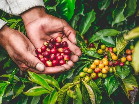 Thu về hơn 1 tỷ USD chỉ trong 1 tháng: Loại hạt nào của Việt Nam đang “hút tiền” quốc tế?