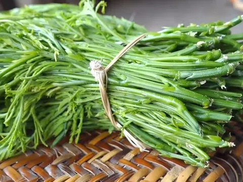 Ngửi xa đã “né”, ăn rồi lại mê: Loại rau rừng gây tranh cãi ở Tây Bắc