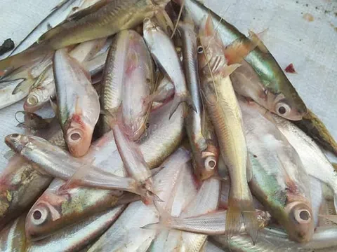 Từ chỗ chỉ đủ ăn trong nhà, loài cá nhỏ bé này nay âm thầm vươn mình thành đặc sản hiếm