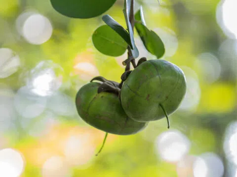 Thứ quả nghe tên tưởng “nghèo” nhưng dân sành ăn lại mê tít