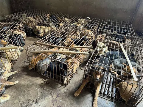 Kiểm tra nhà dân, công an thu giữ khoảng 70 con chó cùng nhiều dụng cụ bắt trộm