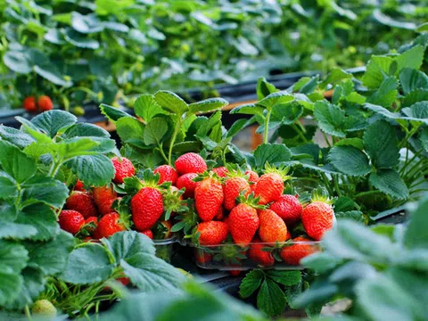 Một loại quả mệnh danh "viên vitamin đỏ" trồng nhiều ở Đà Lạt lọt top trái cây tốt nhất thế giới: Vừa ngon vừa giúp đẹp da