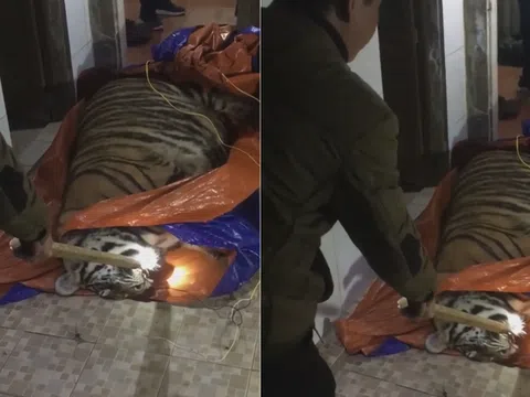 Phát hiện con hổ lớn nặng khoảng 250kg nằm bất tỉnh trong nhà dân