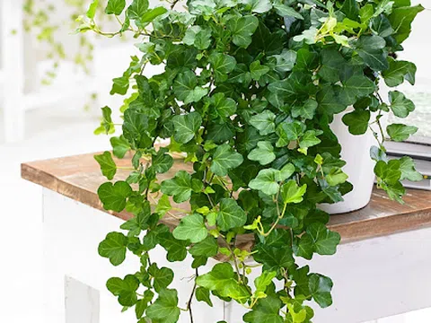 6 loại cây phong thuỷ nên trồng trong phòng ngủ giúp tăng tài vận, vượng khí