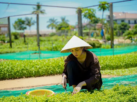 Hoa hậu Tiểu Vy mặc áo nâu giản dị, hết hái rau lại nấu mỳ Quảng siêu ngon