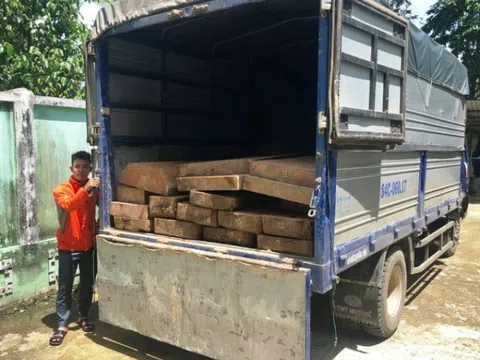 Thừa Thiên Huế: Phát hiện xe tải chở gỗ lậu lớn trong đêm