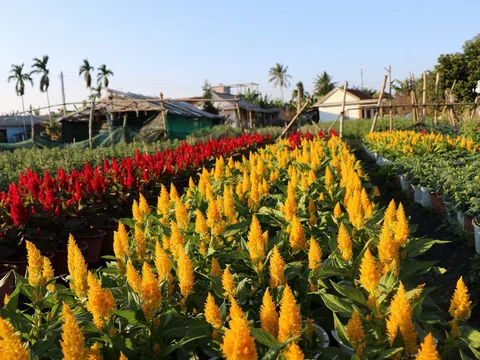 Làng hoa nổi tiếng xứ Huế tất bật chuẩn bị Tết