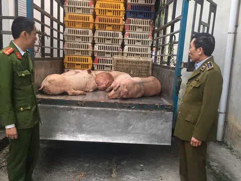 Hòa Bình: Bắt giữ xe chở lượng lớn thịt nhiễm dịch tả lợn châu Phi trên đường đi tiêu thụ