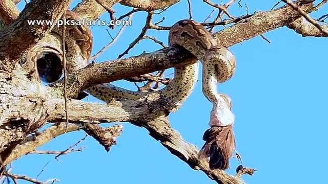 Clip: Nổi da gà khoảnh khắc "bé Na" thưởng thức bữa ăn trên ngọn cây