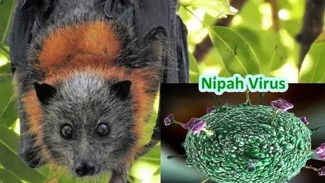 Bộ Ngoại giao thông tin về tình hình dịch bệnh do virus Nipah tại Việt Nam