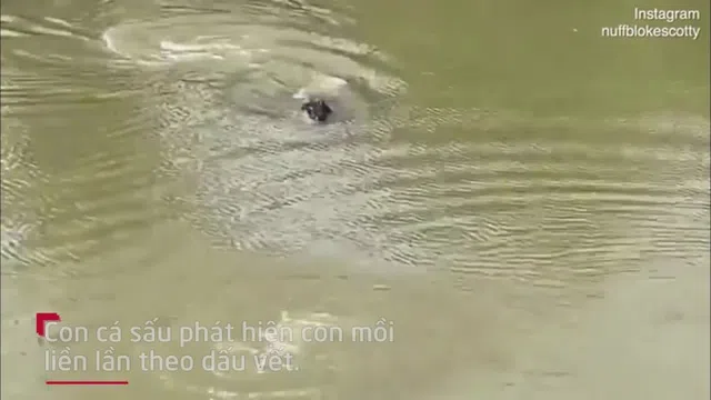 Video: Khoảnh khắc cá sấu lao lên bờ định cướp mồi nhưng bất thành