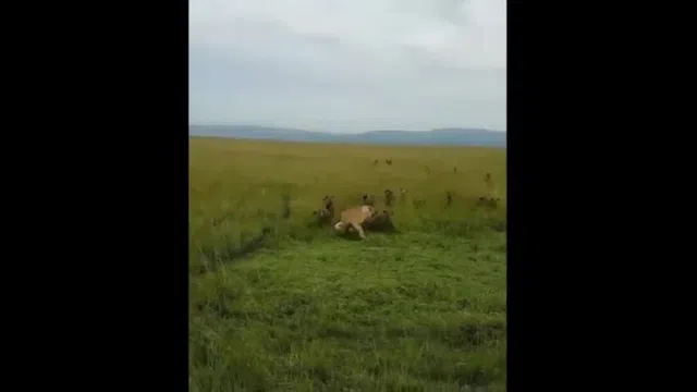Video: Bị 20 linh cẩu háu đói tấn công, sư tử đực có màn "lật kèo" đầy kịch tính