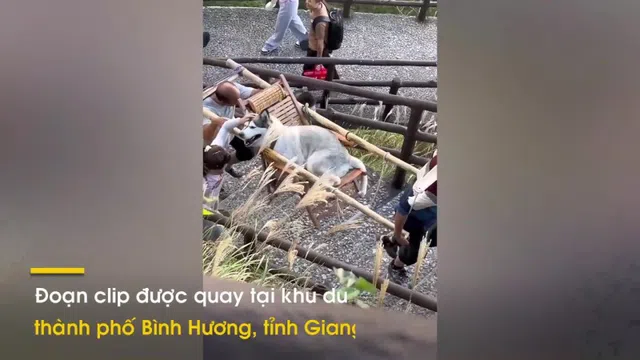 Video: Cô gái thuê người kiệu chó lên núi ngắm cảnh