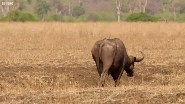 Video: Bị cả bầy sư tử tấn công, trâu rừng làm điều khó tin và kết quả đầy bất ngờ