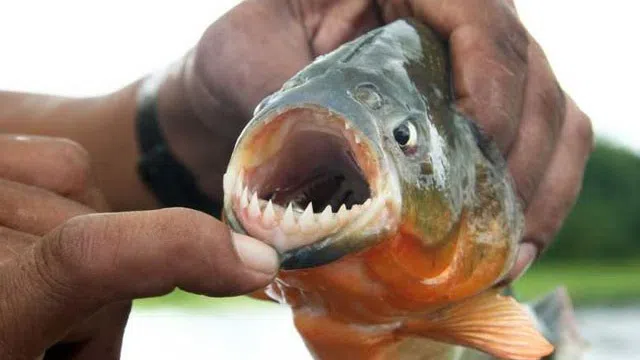 Kinh ngạc khoảnh khắc cá piranha "tấn công" cả cá sấu