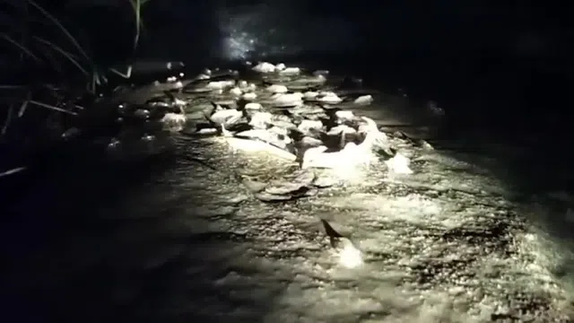 Clip: Khoảnh khắc kỳ lạ đàn tôm đi bộ qua thác nước lúc nửa đêm