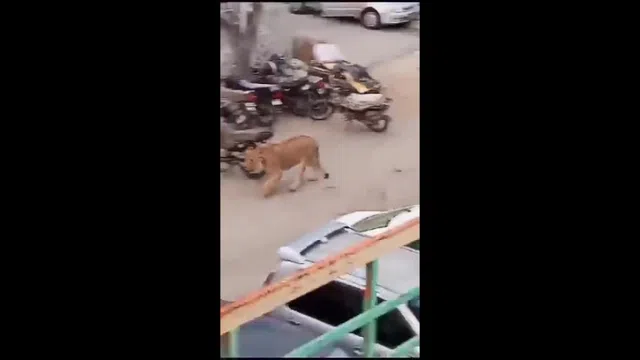 Clip: Sư tử cái tấn công người đàn ông trên phố và cái kết thót tim