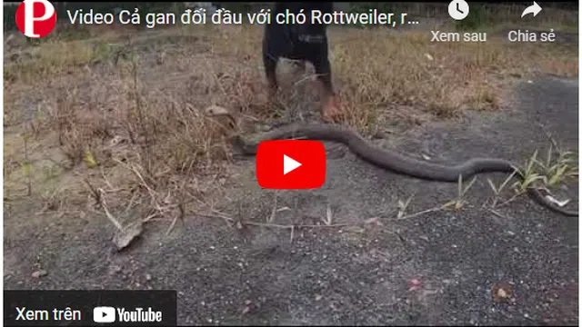 Video: Cả gan đối đầu với chó Rottweiler, rắn hổ mang nhận kết thê thảm