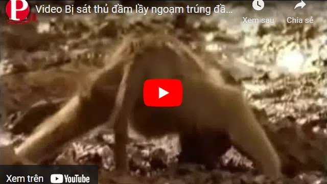 Video: Bị "sát thủ đầm lầy" ngoạm trúng đầu, khỉ đầu chó chật vật phản đòn và cái kết bất ngờ