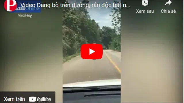 Video: Đang bò trên đường, rắn độc bất ngờ lao lên đớp chân người đi xe máy