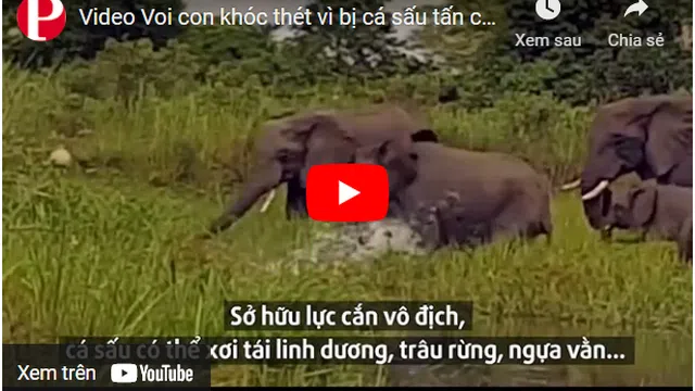 Video: Voi con "khóc thét" vì bị cá sấu tấn công, cắn suýt đứt vòi