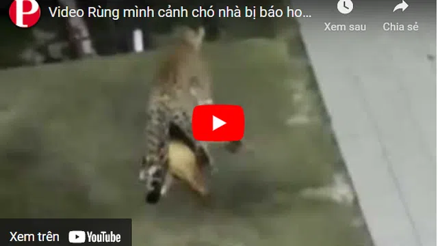 Video: Rùng mình cảnh chó nhà bị báo hoa mai ngoạm cổ, kéo đi trong đêm