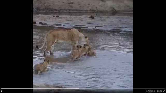 Sư tử mẹ đã rèn luyện sự dũng mãnh cho bầy sư tử con bằng cách nào?