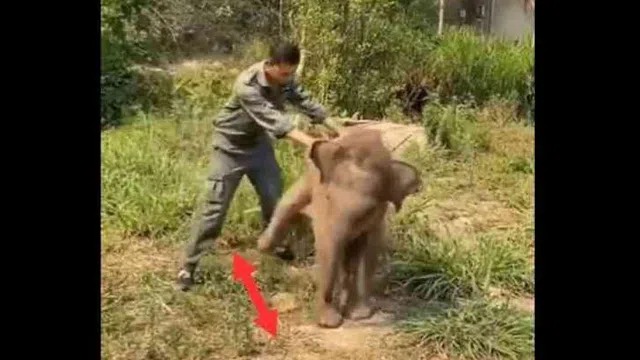 Clip: Trận đá luân lưu hài hước giữa voi và nhân viên kiểm lâm