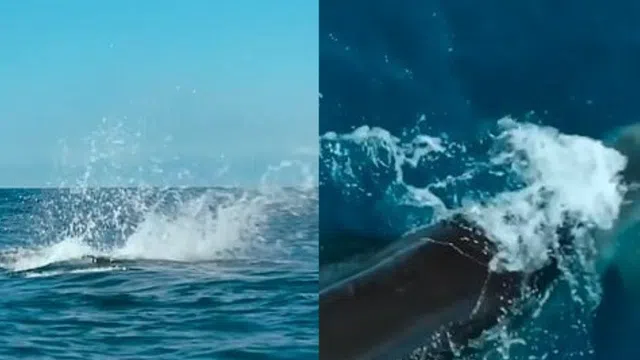 Kinh ngạc đoạn video cá voi sát thủ lao vào tấn công cá mập trắng lớn với tốc độ như tia chớp