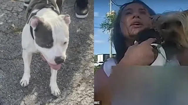 Clip: Khoảnh khắc người phụ nữ đau đớn la hét cầu cứu khi bị chó pitbull hung ác tấn công