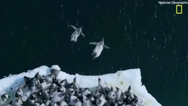 Kinh ngạc khoảnh khắc hàng trăm chú chim cánh cụt nhảy khỏi vách đá cao hun hút xuống biển