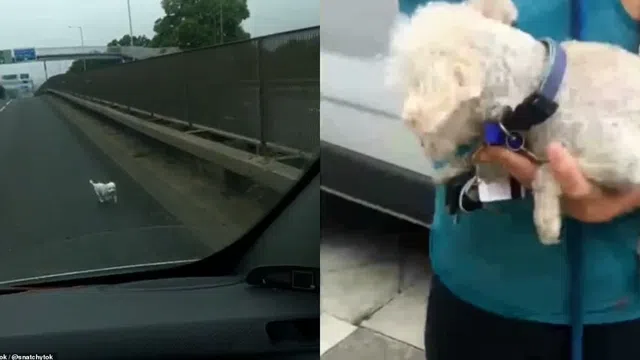 Xúc động khoảnh khắc nam tài xế cứu chú chó khỏi bị xe cán trên đường đông đúc