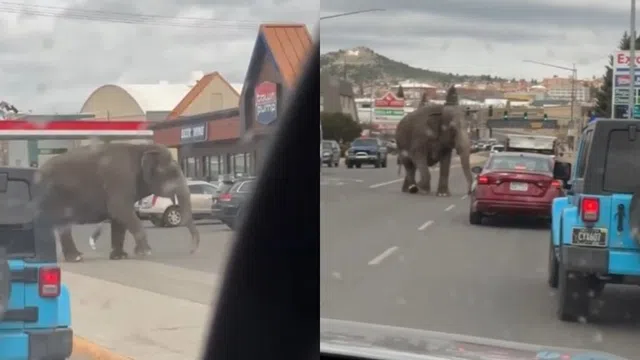 Khoảnh khắc con voi hoảng sợ bỏ chạy khỏi rạp xiếc lao ra đường 