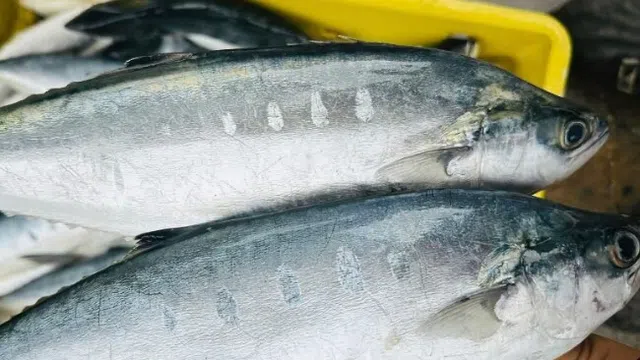 Cá nhà nghèo ngày nào, nay “đổi đời” thành đặc sản hiếm, giá không còn mềm