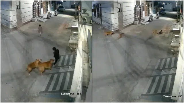 Clip: Đang chơi trước nhà, đứa trẻ bị 5 con chó hoang lao vào tấn công