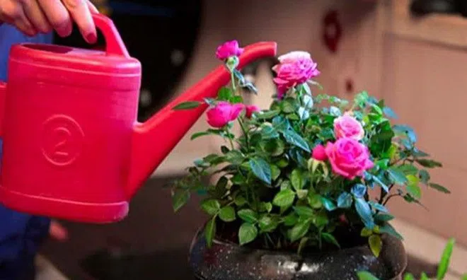 Nên tưới hoa vào buổi sáng hay buổi tối? Câu trả lời không giống như nhiều người nghĩ