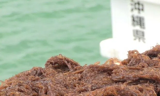 Cơ chế chống oxy hóa của hợp chất Fucoidan