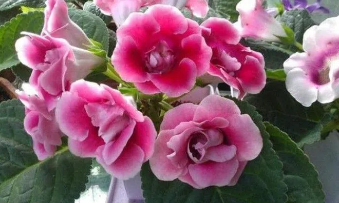 Đừng dại xịt nước lên mặt 5 loại hoa này, cây vàng lá héo rũ, hoa thối um