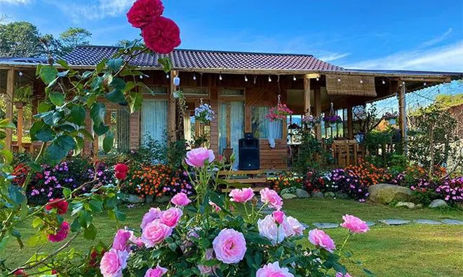 Bỏ phố về quê, mẹ đảm Lâm Đồng xây nhà gỗ giữa vườn hồng, đẹp như truyện cổ tích