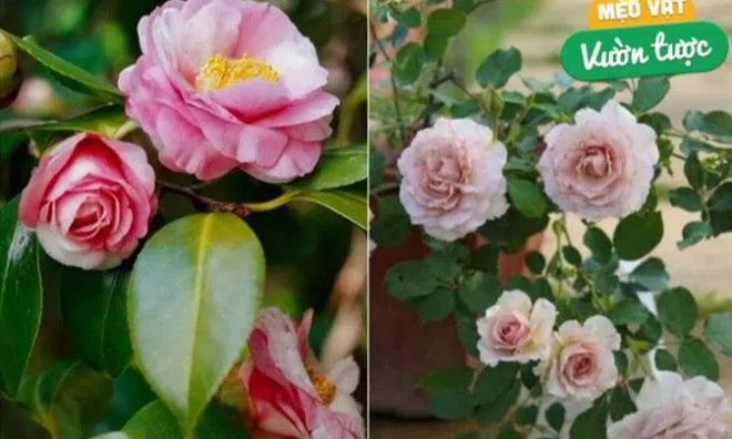 3 loại hoa "đốt tiền", mua được nhưng không nuôi nổi, nhà giàu cũng chớ dại rước về