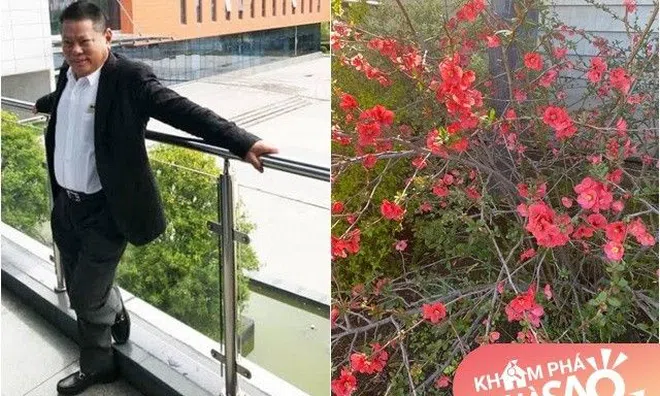 Tỷ phú Hoàng Kiều khoe cây hoa đào hồng rực sau nhà khiến ai cũng trầm trồ, đúng hoa của đại gia