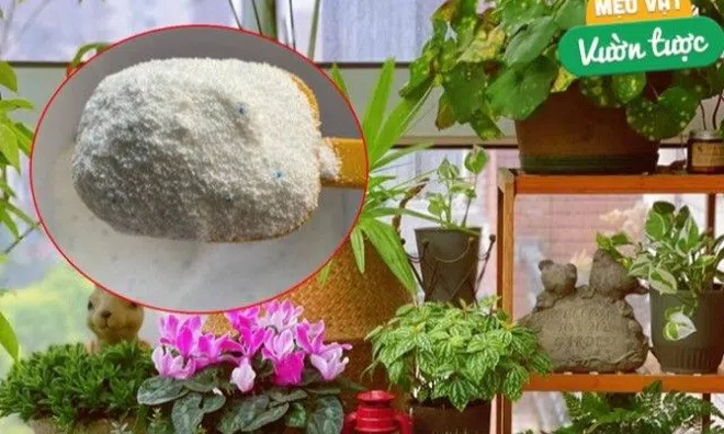Rắc một nắm bột giặt vào chậu hoa, sâu bọ sẽ “chạy mất dép”, không tin bạn hãy thử xem
