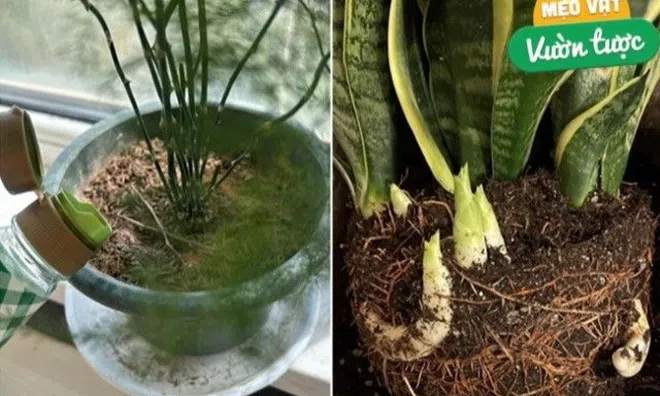 Giấm trắng là “nước tiên" để trồng hoa, tưới một chút chồi non sẽ mọc điên cuồng, không bao giờ lo thối rễ