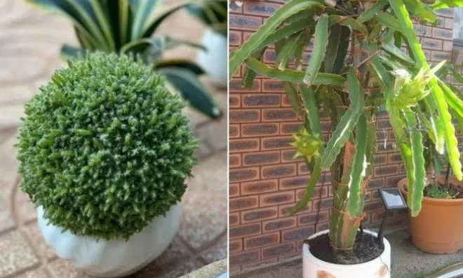 Cắt một lát thanh long vùi xuống đất, 7 ngày nảy mầm thành chậu, vừa làm cảnh vừa đợi quả ăn