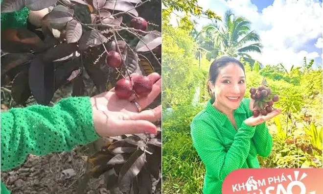 MC Cát Tường đưa bạn về thăm vườn của bố ở quê, ngạc nhiên thấy cây nhãn ra quả màu lạ như trái nho